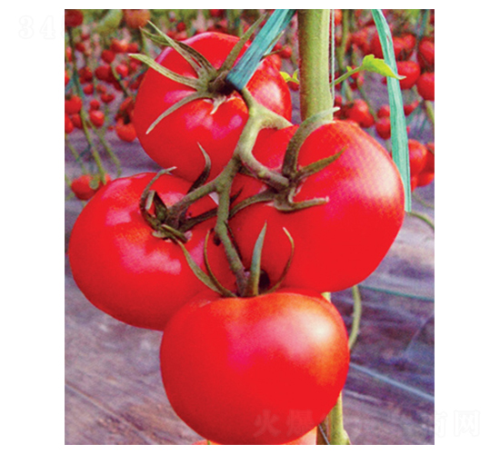 粉冠一號(hào)-番茄種子-科立昌