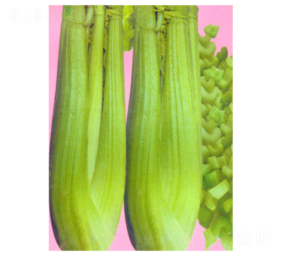 華盛頓1號(hào)-芹菜種子-科立昌