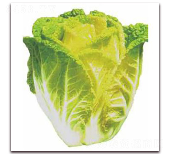 黃芽14-白菜種子-勿忘農(nóng)