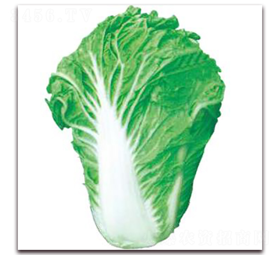 ������̖(h��o)-�ײ˷N��-�����r(n��ng)