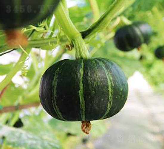 ����318-�ϹϷN��-�����r