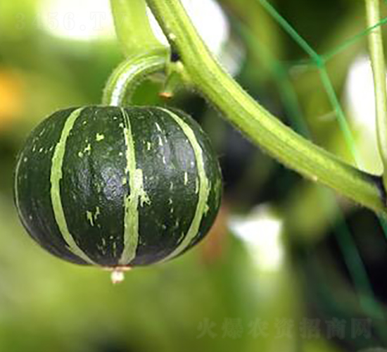 ����6̖(h��o)-�ϹϷN��-�����r(n��ng)