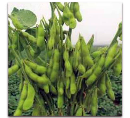 青酥5號-大豆種子-勿忘農(nóng)