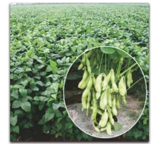 引豆9701-大豆種子-勿忘農(nóng)
