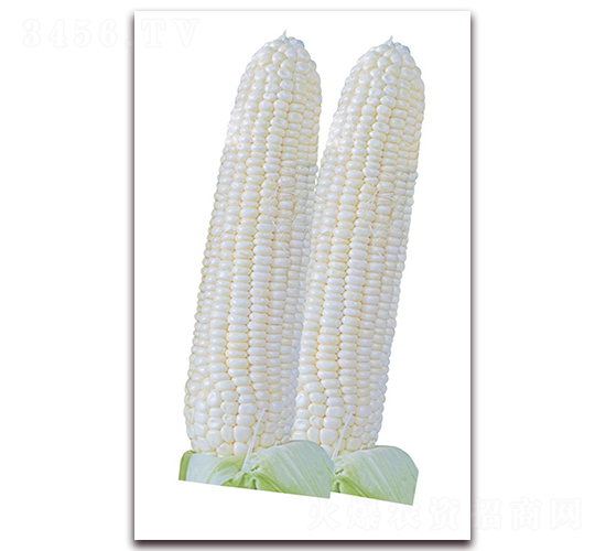 浙鳳甜5號(hào)-玉米種子-勿忘農(nóng)