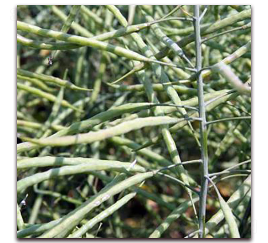 ���p11-�Ͳ˷N��-�����r(n��ng)