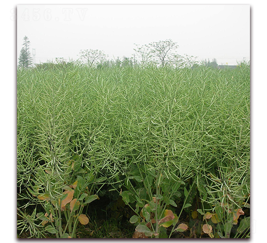 ����51-�Ͳ˷N��-�����r(n��ng)