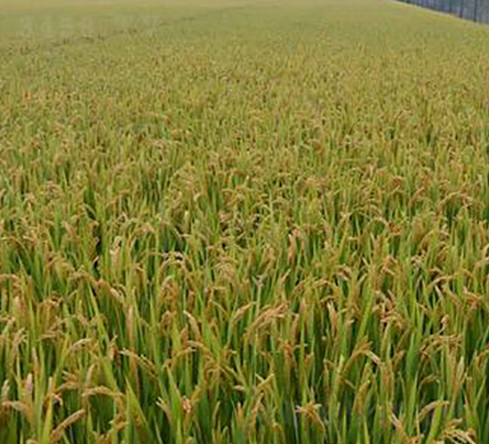 ��67-ˮ���N��-�����r(n��ng)