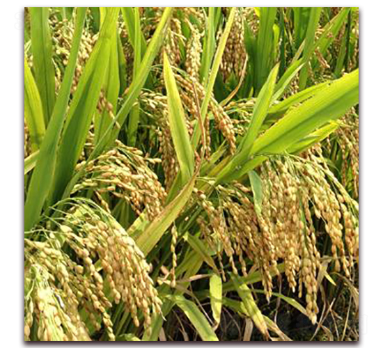 ����39-ˮ���N��-�����r(n��ng)