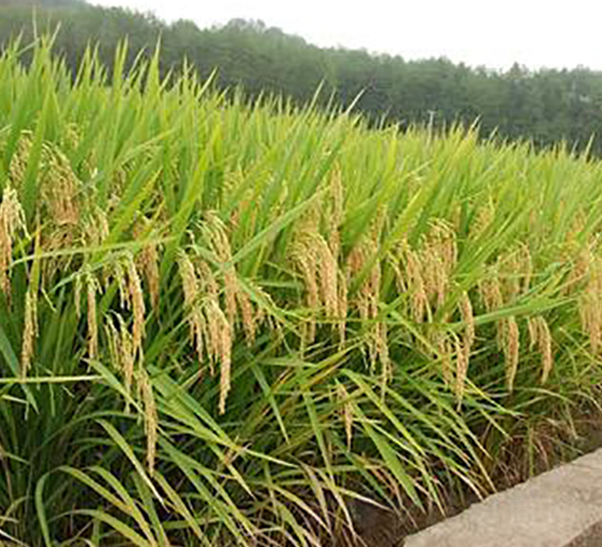 �A�マ(y��u)1̖-ˮ���N��-�����r(n��ng)