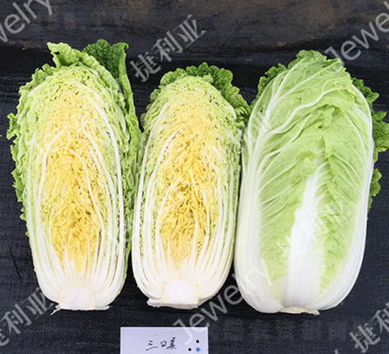 三口美-白菜種子-捷利亞