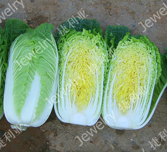 三口之家-白菜種子-捷利亞