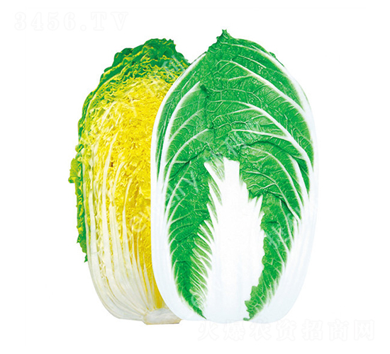 CR金勝-白菜種子-捷利亞