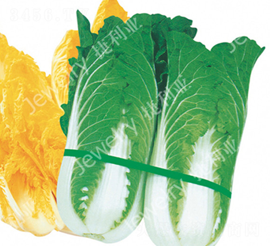 CR迷你黃-白菜種子-捷利亞