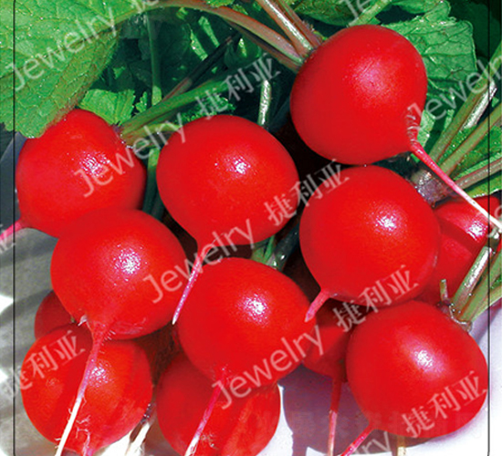 昆優(yōu)4號-櫻桃蘿卜種子-捷利亞