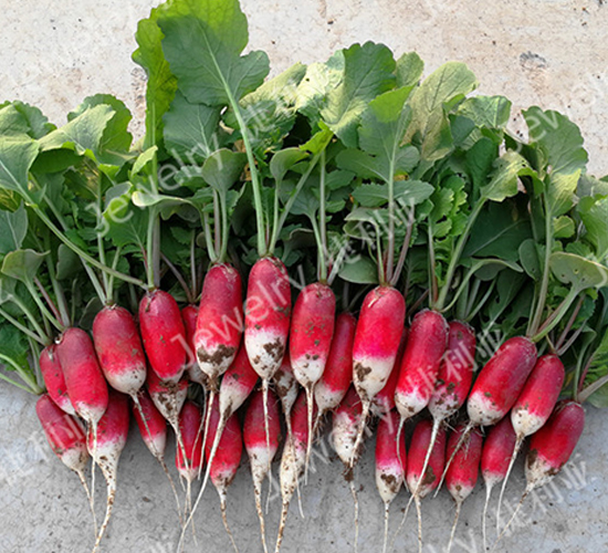 昆優(yōu)114-櫻桃蘿卜種子-捷利亞