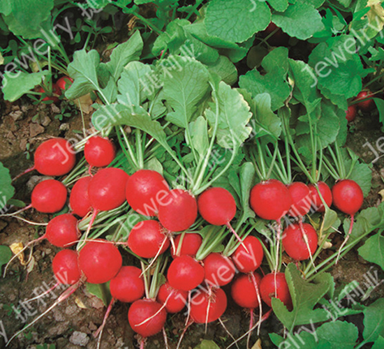 昆優(yōu)2號-櫻桃蘿卜種子-捷利亞