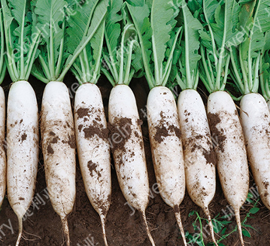 捷秀美-蘿卜種子-捷利亞