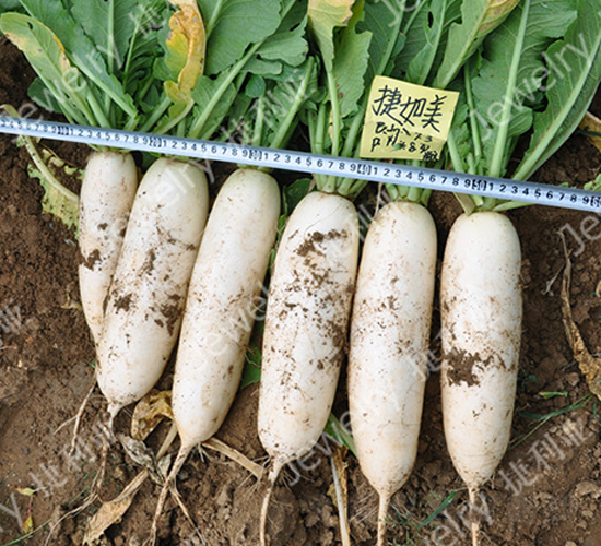 捷如美-蘿卜種子-捷利亞