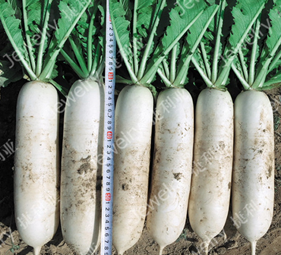 捷美149-蘿卜種子-捷利亞