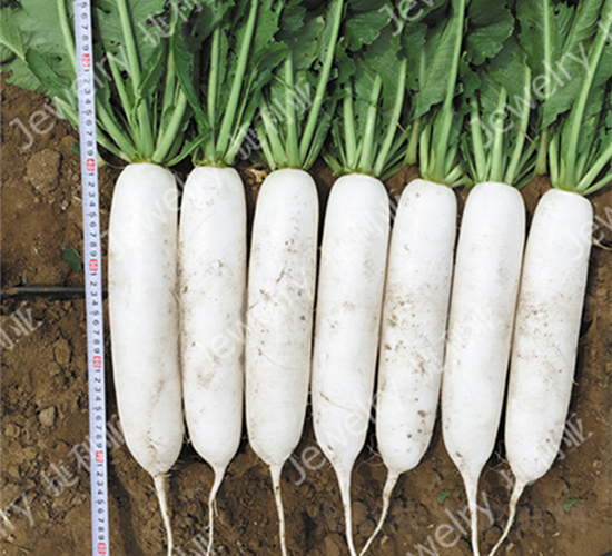 捷美1410-蘿卜種子-捷利亞