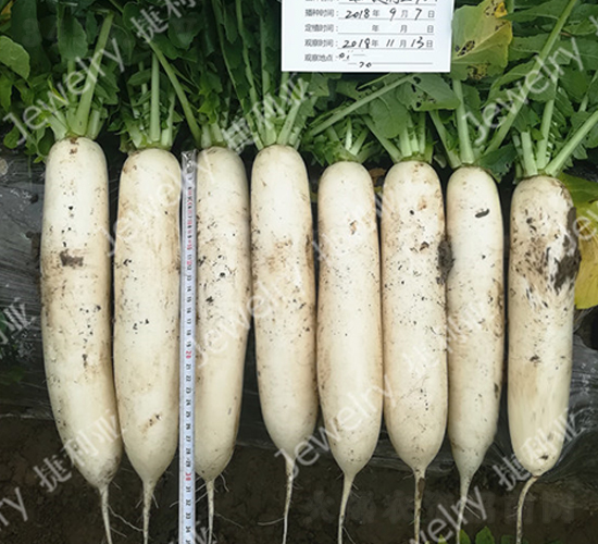 捷利亞709-蘿卜種子-捷利亞