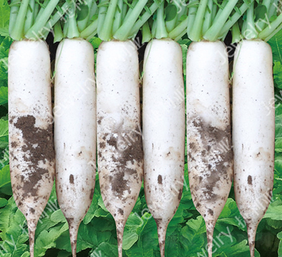 捷利亞711-蘿卜種子-捷利亞