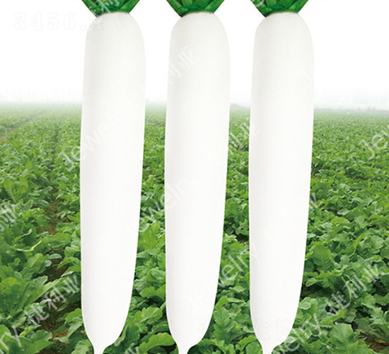 亞美白春-蘿卜種子-捷利亞