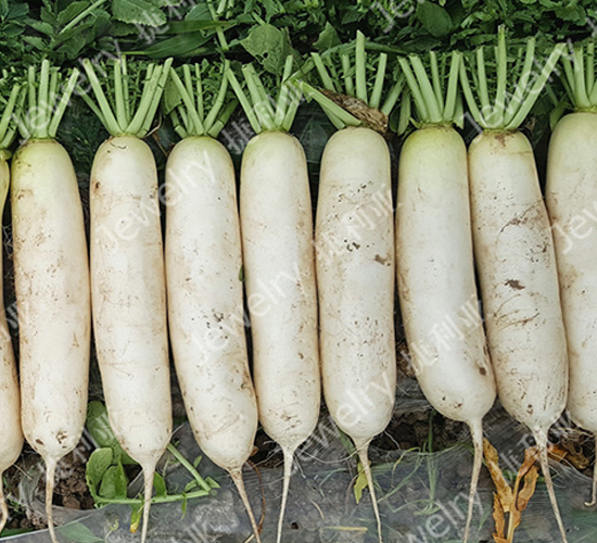 捷良春1615-蘿卜種子-捷利亞