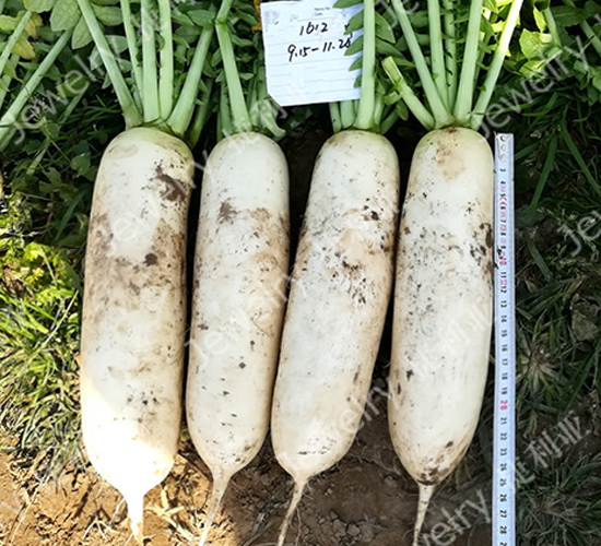 捷良春1612-蘿卜種子-捷利亞
