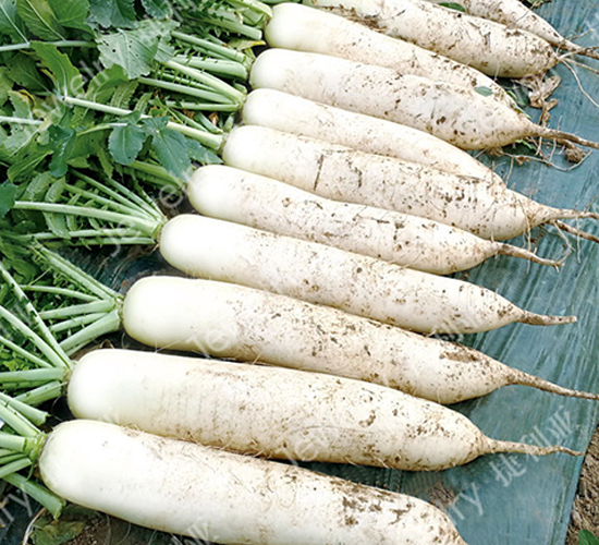 捷如春35-蘿卜種子-捷利亞