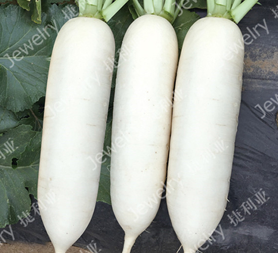 捷如秋158-蘿卜種子-捷利亞