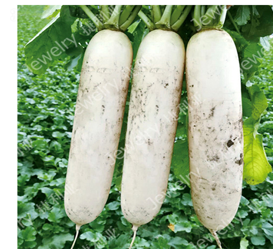 捷如秋159-蘿卜種子-捷利亞