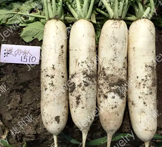 捷如秋1510-蘿卜種子-捷利亞