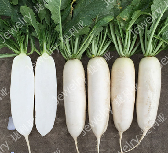 捷夏美45-蘿卜種子-捷利亞