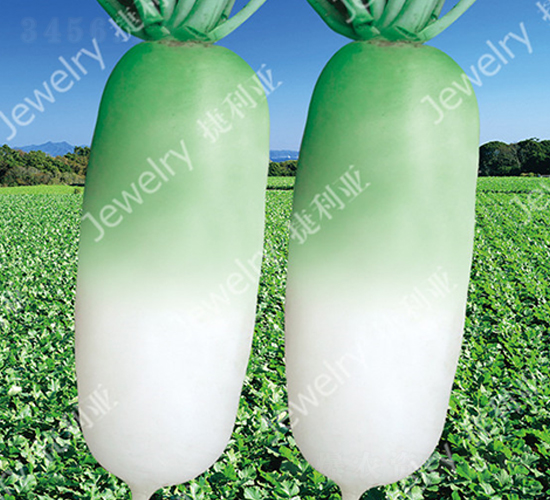 秀綠1425-蘿卜種子-捷利亞