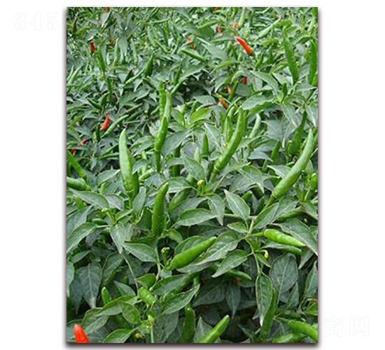 圣農(nóng)紅寶石07朝天椒-朝天椒種子-圣農(nóng)高科