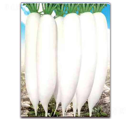 白如玉-蘿卜種子-天瑞種子