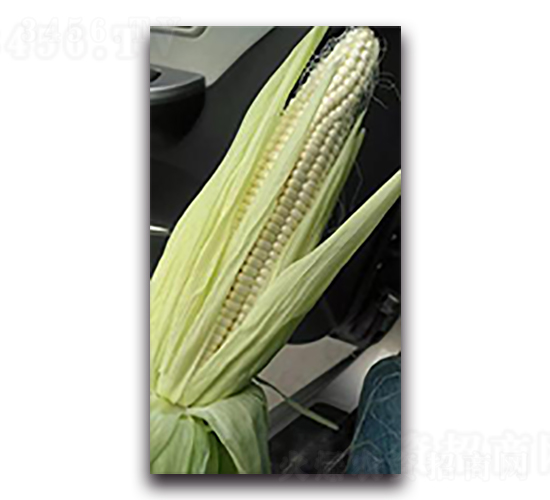 沈甜糯9號-糯玉米種子-天瑞種子