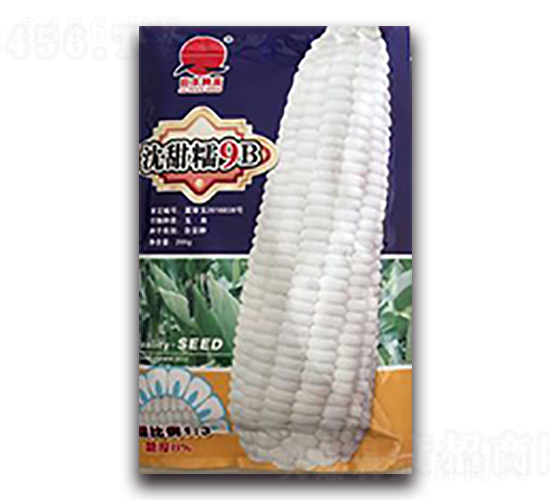 沈甜糯9B-糯玉米種子-天瑞種子