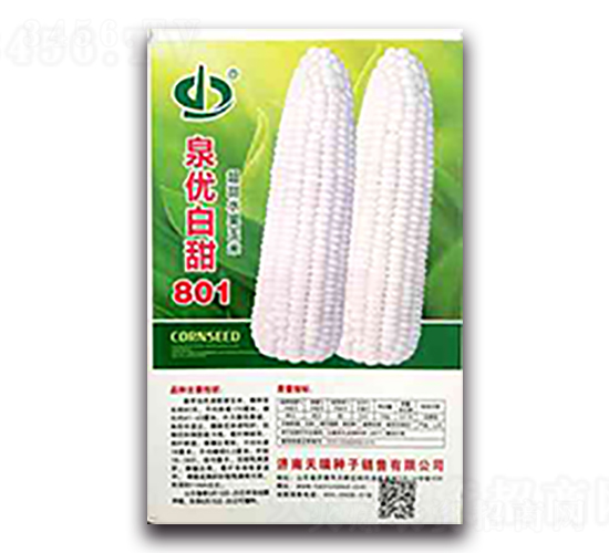 泉優(yōu)白甜801-糯玉米種子-天瑞種子