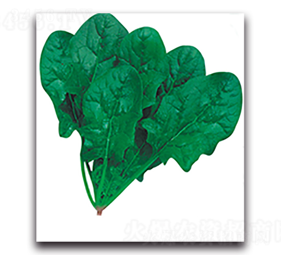 �t�t���-���˷N��-����N��