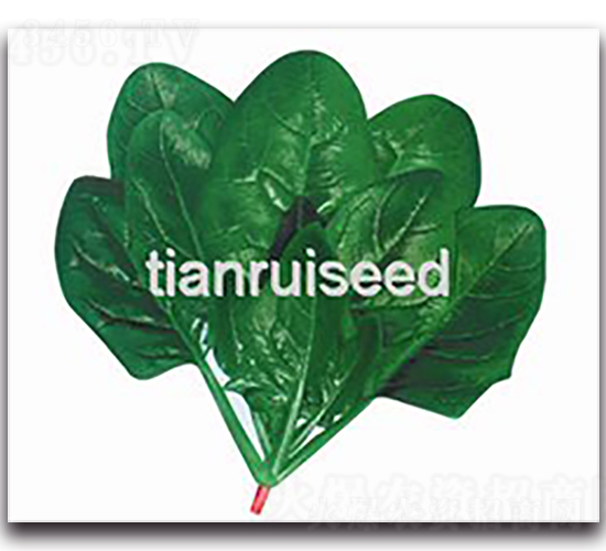 ʢ�����h-���˷N��-����N��