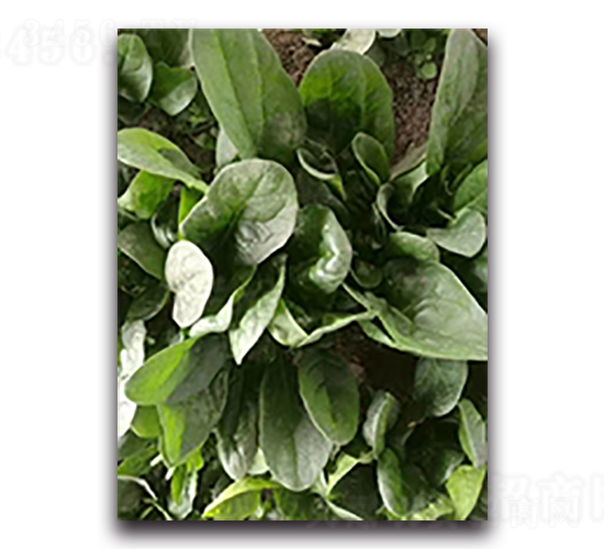 ʢ������-���˷N��-����N��