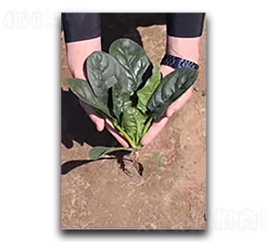 黑格爾-菠菜種子-天瑞種子