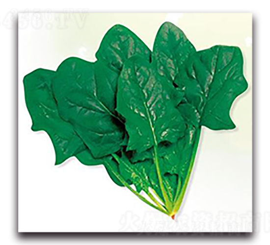 �ʼҾ���-���˷N��-����N��