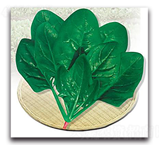 荷蘭快速-菠菜種子-天瑞種子