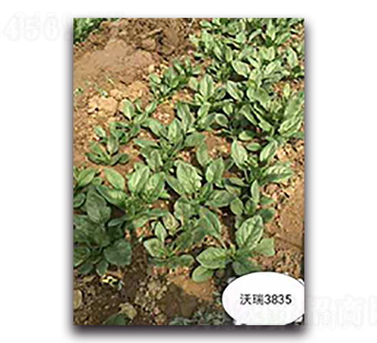 ����3835-���˷N��-����N��