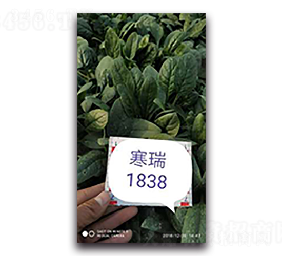 寒瑞1838-菠菜種子-天瑞種子