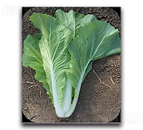 ���h���-�ײ˷N��-����N��